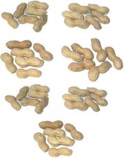 Erdnüsse-7x6.jpg